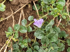 Convolvulus sabatius