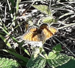 Melitaea
