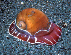 Naticarius orientalis