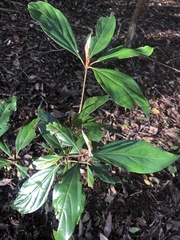 Neolitsea dealbata