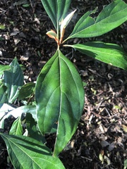 Neolitsea dealbata