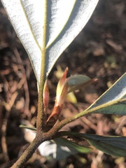 Neolitsea dealbata