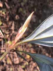 Neolitsea dealbata