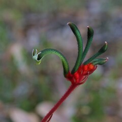 Anigozanthos manglesii