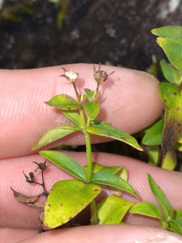 Image of Houstonia montana by (c) Scott Ward, some rights reserved (CC BY)