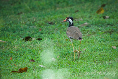Vanellus indicus atronuchalis