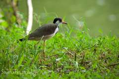 Vanellus indicus atronuchalis