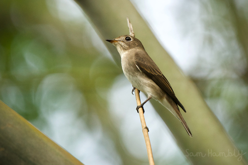 Asian Brown Flycatcher