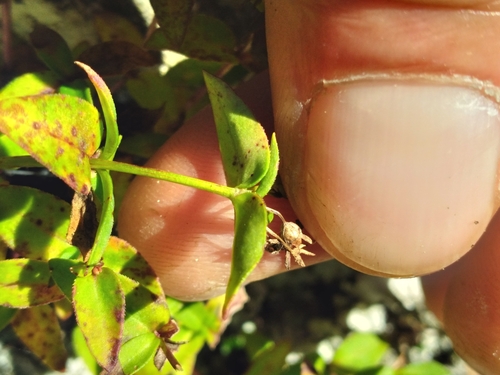 Image of Houstonia montana by (c) Scott Ward, some rights reserved (CC BY)