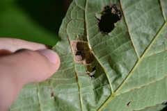 Aceria erinea