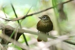 Anabacerthia striaticollis