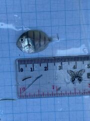 Acanthurus triostegus