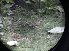 Caprimulgus clarus