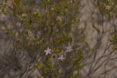 Calytrix