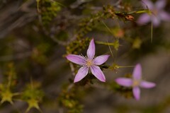 Calytrix