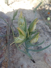 Iridaceae