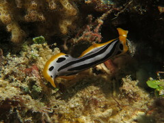 Pseudoceros scriptus