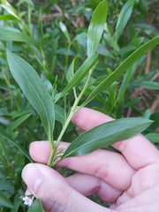 Myoporum
