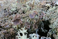 Cladonia crispata