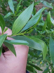 Myoporum