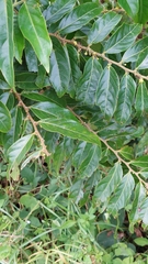 Glochidion philippicum