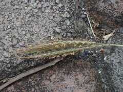 Dichanthium