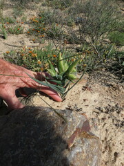 Iridaceae