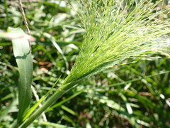 Panicum capillare