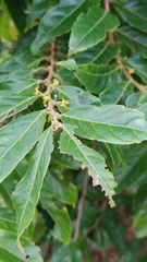 Glochidion philippicum