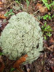Cladonia subtenuis