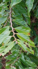 Glochidion philippicum