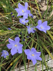 Chamaescilla corymbosa