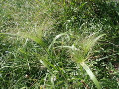 Panicum capillare