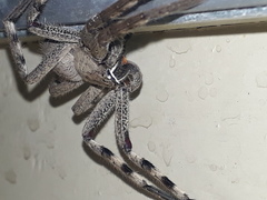 Palystes superciliosus