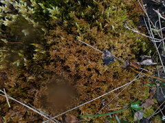 Sphagnum tenellum