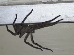 Palystes superciliosus