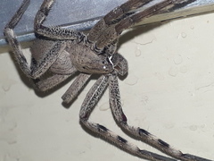 Palystes superciliosus