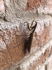 Mantis religiosa