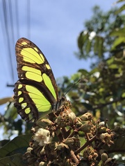 Philaethria dido