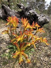 Anigozanthos humilis