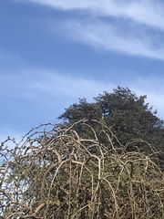 Sturnus vulgaris
