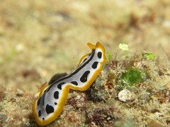 Pseudoceros scriptus