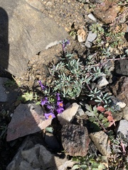 Linaria alpina