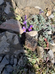 Linaria alpina