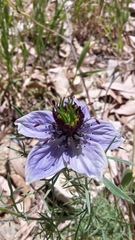 Nigella papillosa
