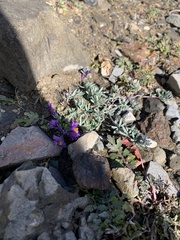 Linaria alpina