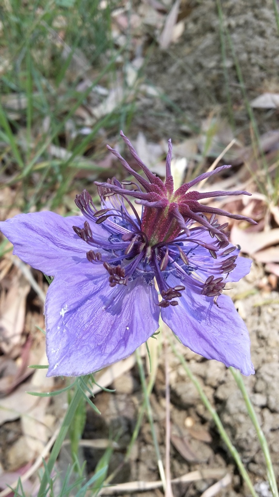 Fennelflower