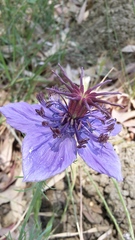 Nigella papillosa