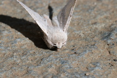 Mallomus