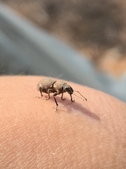 Pantomorus cervinus